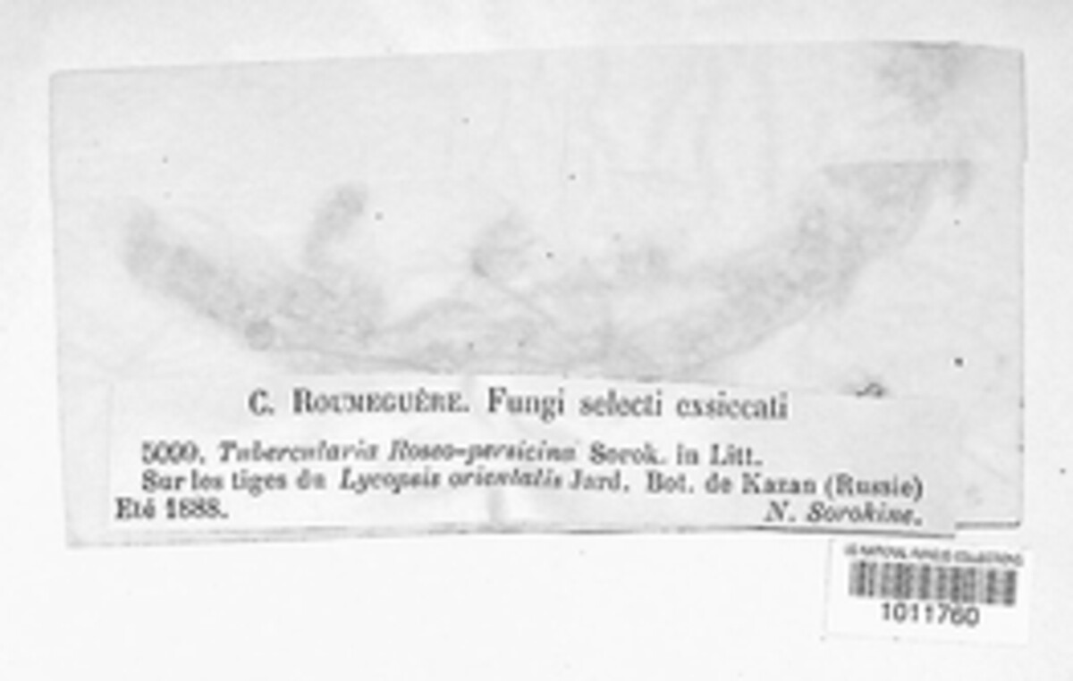Tubercularia roseo-persicina image